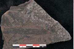 Foto (Detailansicht) von Noeggerathia palmaeformis Goeppert (NHMW-GEO-2024-0188-10747)